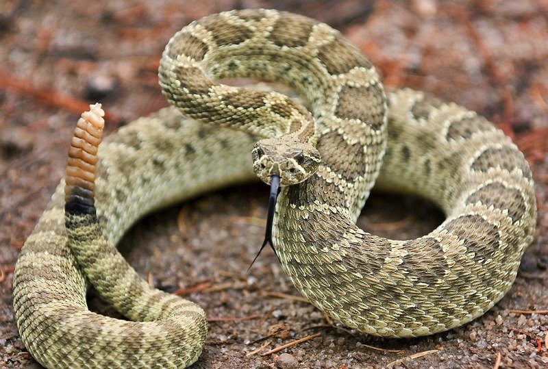 Gigantesca víbora de cascabel aparece en Cadereyta, Nuevo León