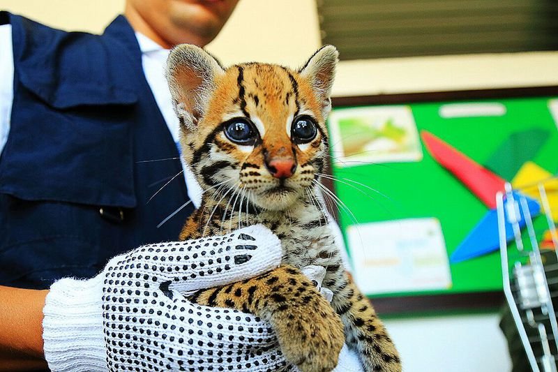 Cortan colmillos a un ocelote bebé para 