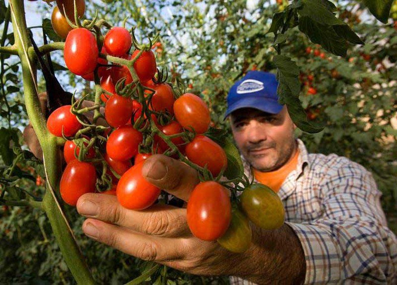 Desde hoy México debe pagar arancel para exportar tomate a EE.UU.