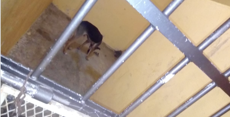 #NoEsBroma: Presidente Municipal en Oaxaca encarcela a perrito por morder a una señora.
