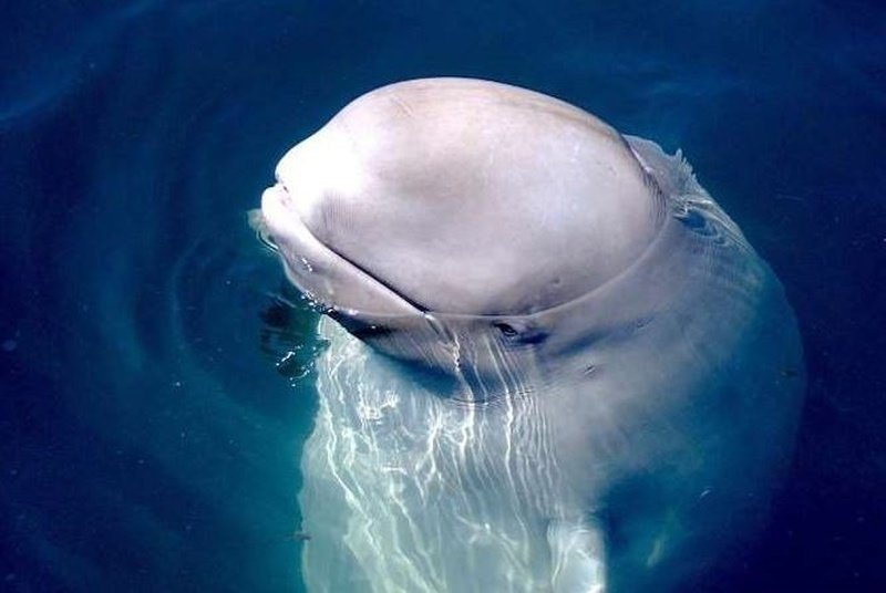 Video: Ballena regresa el celular que se le cayó al mar a una señoray