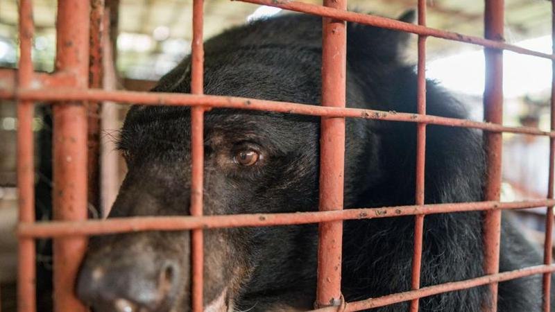 Tres osos fueron torturados durante 20 años para hacer remedios de la medicina China