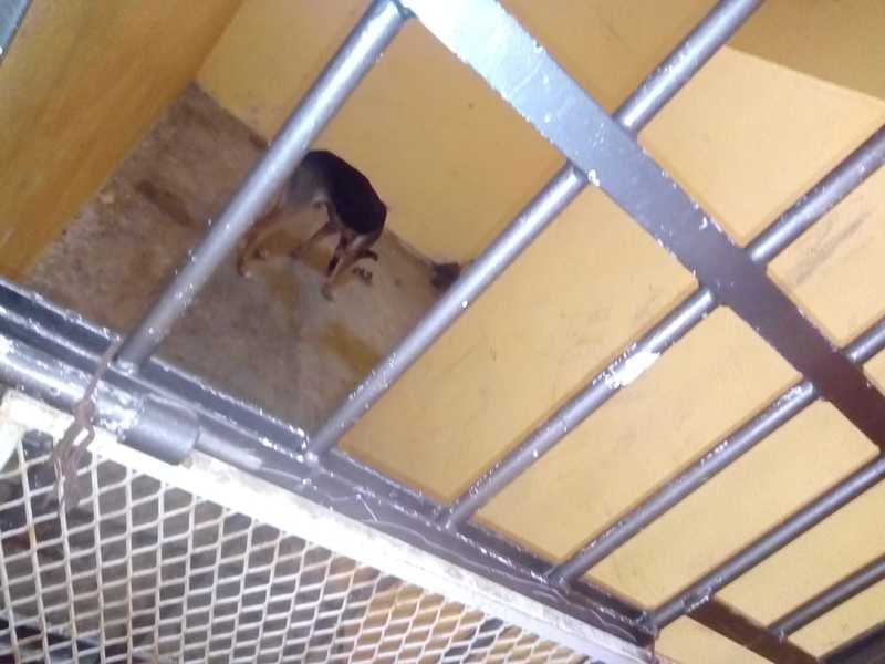 Alcalde de Oaxaca ordena encarcelar y matar de hambre a un perro, ¿por qué?