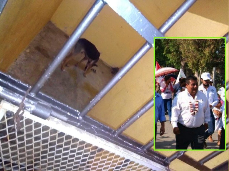 Alcalde de Oaxaca ordena encarcelar y matar de hambre a un perro, ¿por qué?