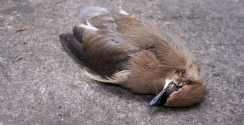 Por intenso calor en San Luís Potosí, aves caen muertas.y