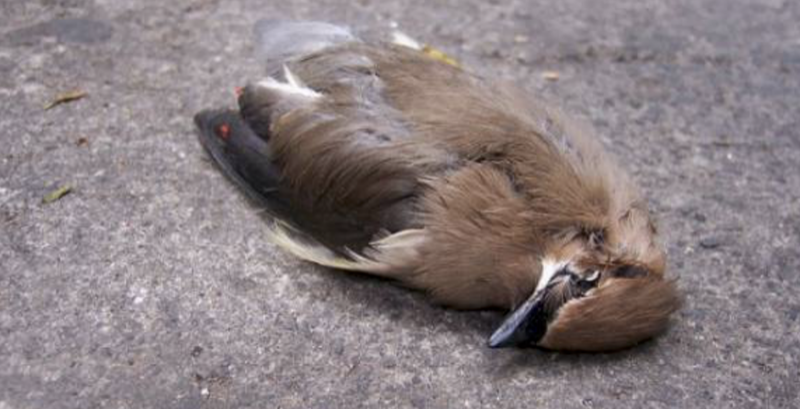 Por intenso calor en San Luís Potosí, aves caen muertas.