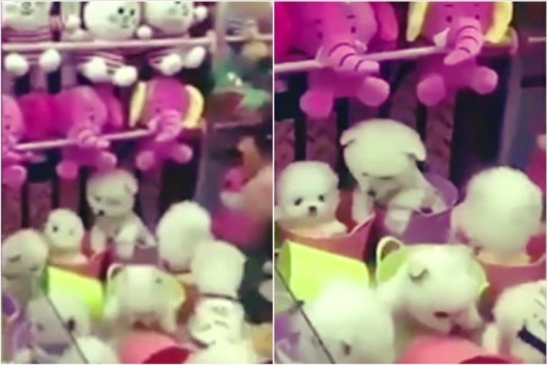 Indigna maquina de peluches que da perritos reales (VIDEO)