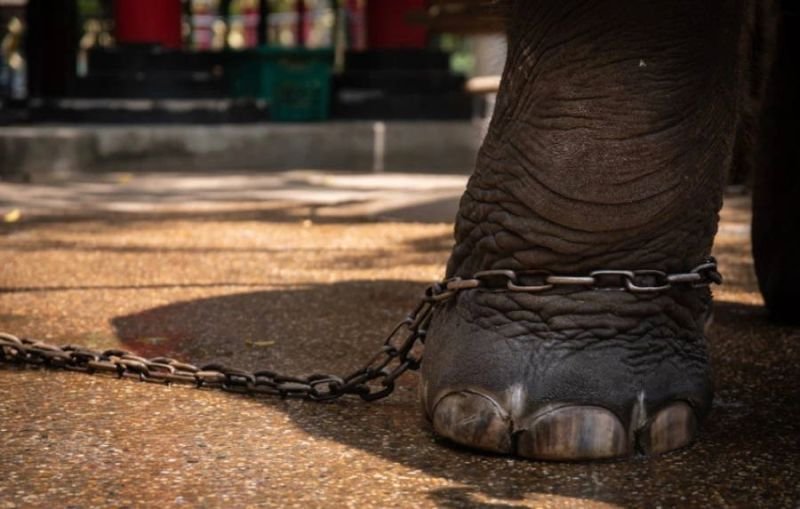 Muere elefante bebé por maltrato y descuido al forzarlo a bailar