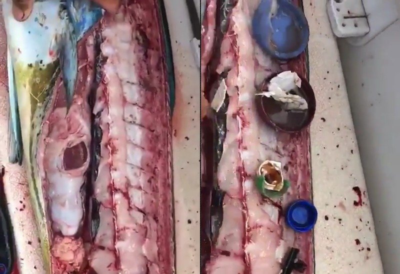 Chef encuentra restos de plástico dentro de un pescado y pide tomar conciencia (VIDEO)y
