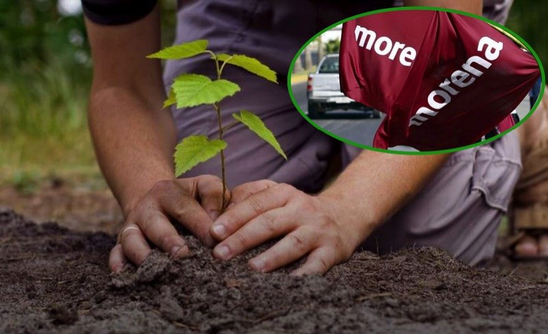 Morena propone bajar impuestos a quienes planten árboles en sus propiedades