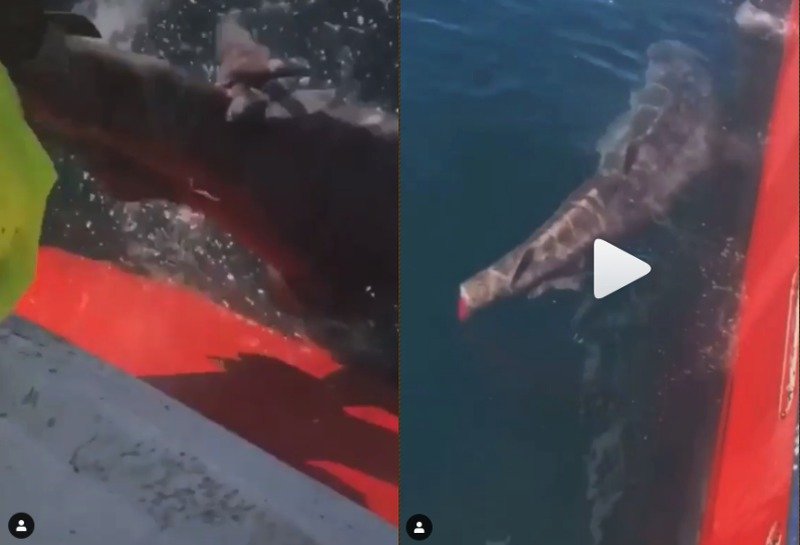 Pescadores cortan la cola de un tiburón y presumen en redes con una sonrisa (VIDEO)y