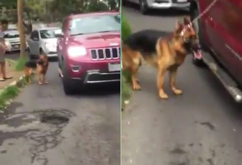Mujeres enfrentan a sujeto que maltrataba a su perro (VIDEO)