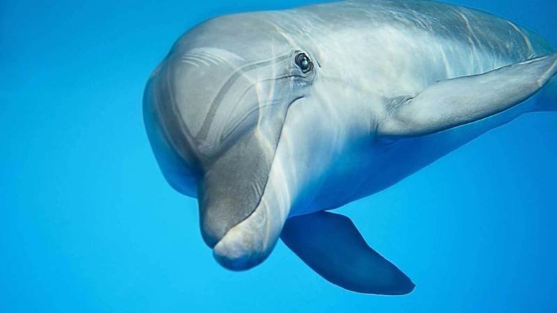 Graban a mamá delfín empujando el cuerpo de su bebé ya muerto para que flotey