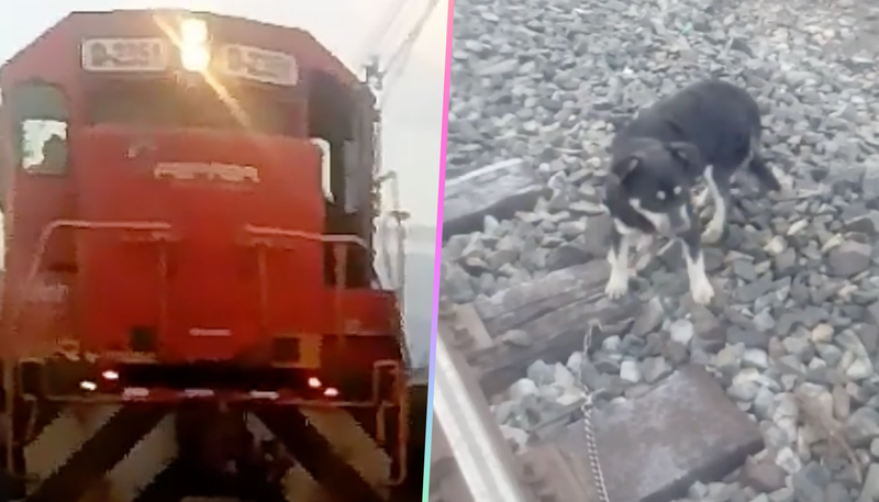 Maquinista detiene su tren para salvar a perrito que estaba encadenado a las vías del tren.