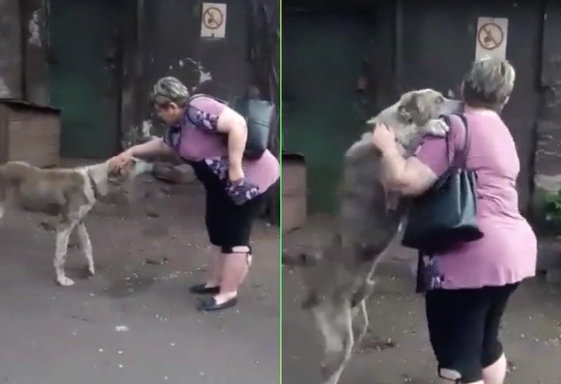 Señora encuentra a su perrito después de años de buscarlo (VIDEO)