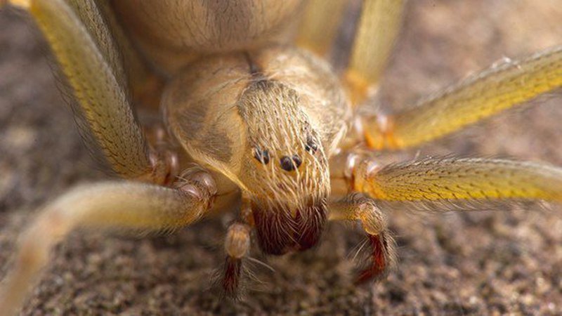 El antiveneno contra la mordedura de araña violinista ya está a la venta