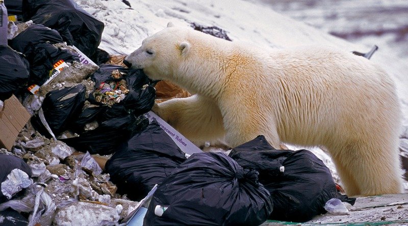 Oso polar fatigado y hambriento busca comida en la ciudad (FOTOS y VIDEO)y