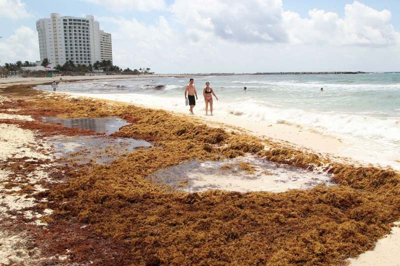 Extranjeros buscan hacer negocio con sargazo de playas mexicanas