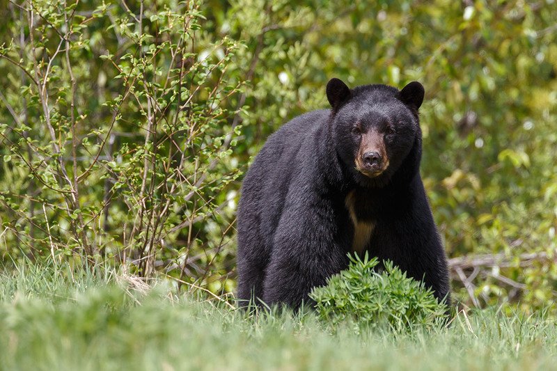 Sacrifican a oso negro por volverse amistoso con los humanos