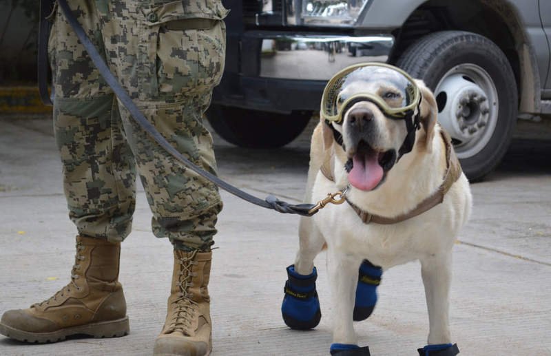 Esto es lo que hará la perrita Frida tras jubilarse