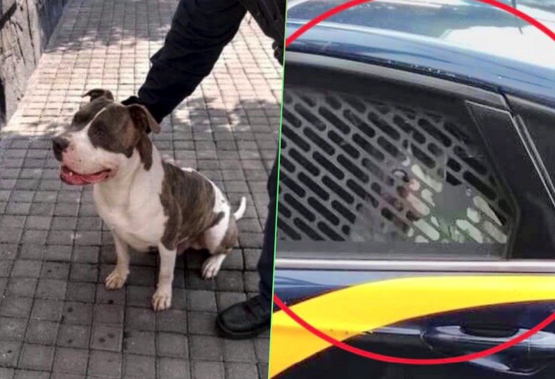 Polícia secuestra a perro y pide $2500 por el; amenaza con matarlo