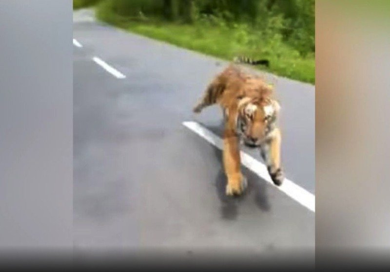 Motociclistas escapan del ataque de un tigre en una reserva natural