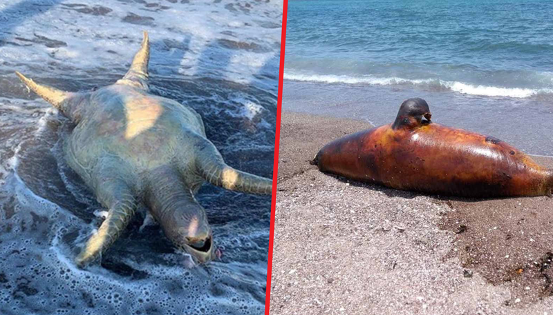 Tortugas y lobos marinos muertos; el resultado de la tragedia ambiental que ocasionó Grupo México.
