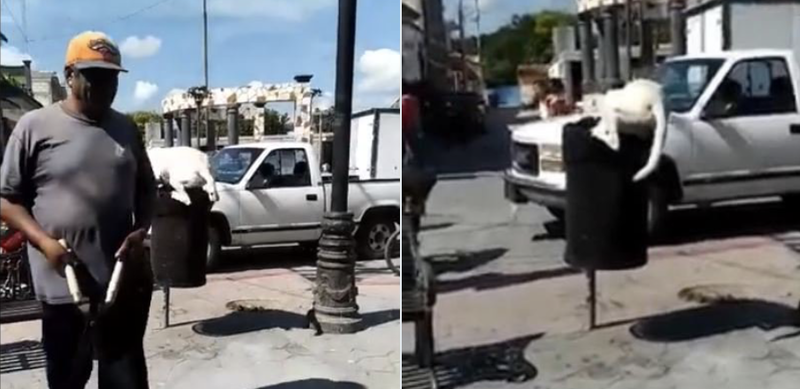 ¡Tantita madre! Sujeto mutila la cola de perrito callejero con tijeras de jardinero en Puebla (VIDEO