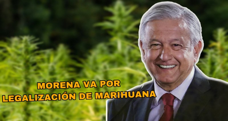 Legisladores de MORENA proponen crear empresa pública para regular venta de marihuana.