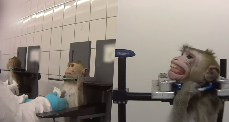 Indigna en redes video de simios gritando de dolor durante pruebas en laboratorio secreto.