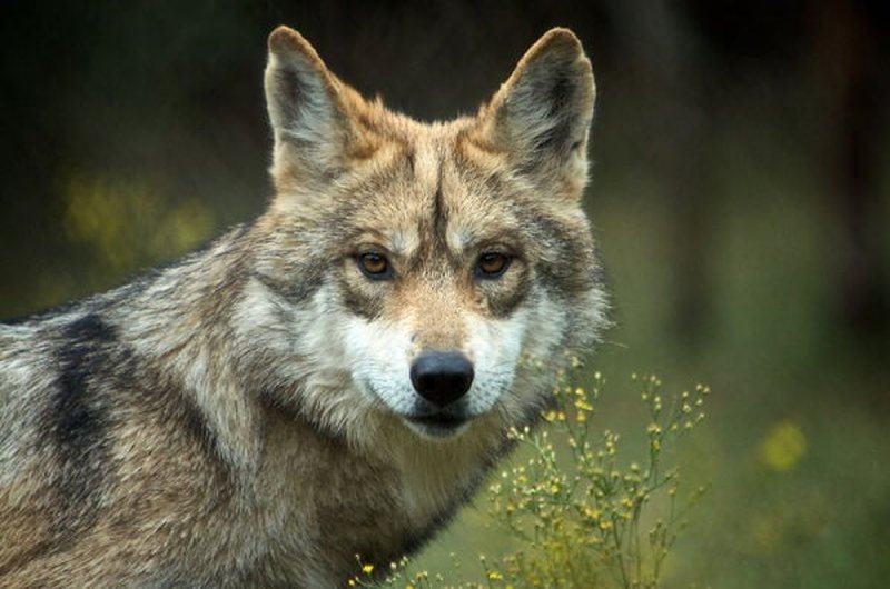 ¡Buenas Noticias! Cachorros de Lobo mexicano siguen naciendo en vida silvestre. 