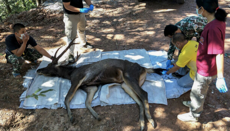 (FOTOS FUERTES) Encuentran un ciervo muerto con 7 kilos de basura en su interior 