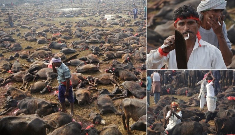 En Nepal decapitarán 6,500 búfalos en dos días por festival