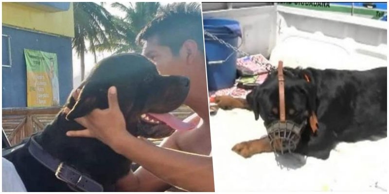 Perro Rottweiler se suelta la cadena y ataca brutalmente a niño de 6 años en Yucatán
