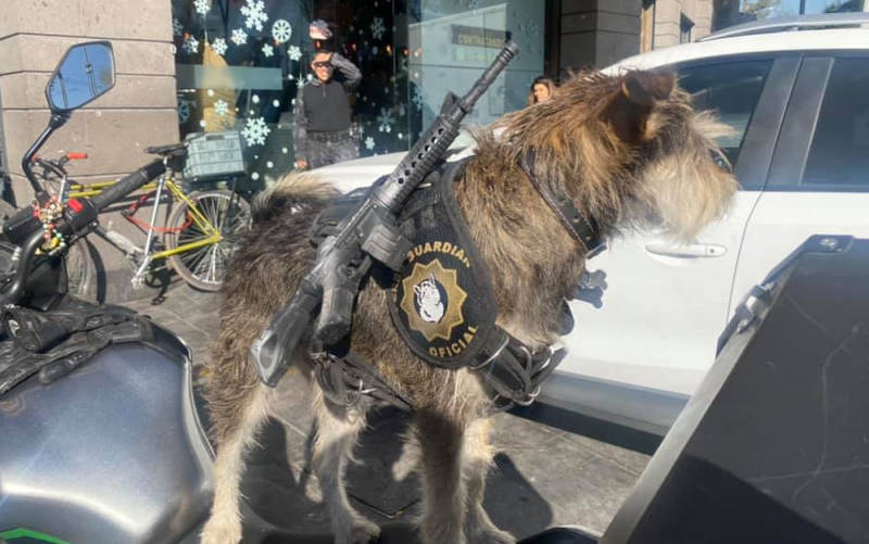 Panadería en la CDMX contrata a perrito como guardia de seguridad “cuida mejor que los polis”