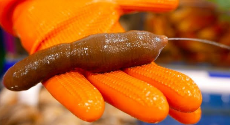 Aparecen de la nada miles de millones de peces en forma de pene el playa de California