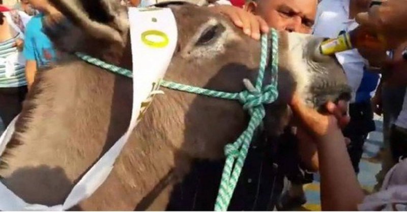 ¡WTF! Obligan a burro a beber cerveza por la nariz tras ganar carrera