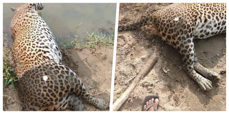 Cazadores dejan a leopardo tirado en un río sin patas ni dientes