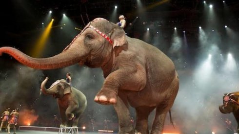Senador de Morena propone que los animales regresen al circo