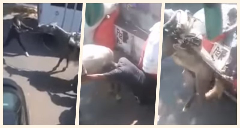 Indigna video de maltrato a caballo que jalaba una carreta con escombro en Ecatepec