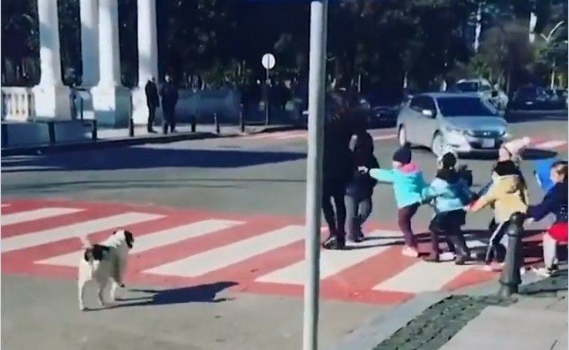 Perro callejero detiene el tránsito para que crucen niños la calley