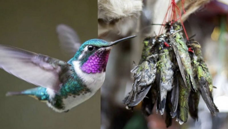 Colibríes se acaban en Sonora; la gente los usa para amarres de amor