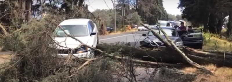 (VIDEO) Fuertes vientos causan caída de árboles en la CDMX