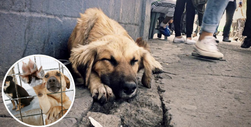 Casi 25 mil perritos abandonados en México fueron regalos de navidad 