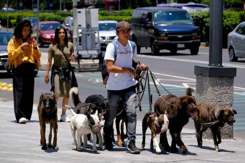 Buscan que secuestro de mascotas tenga castigos de hasta 13 años