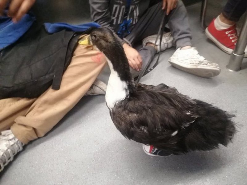 Difunden a niño que se sube al Metro con patito con tenis