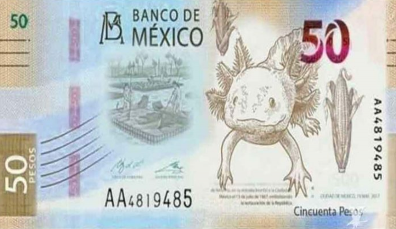 El ajolote, el maíz y la fundación de México serán la nueva imagen del billete de 50 pesos