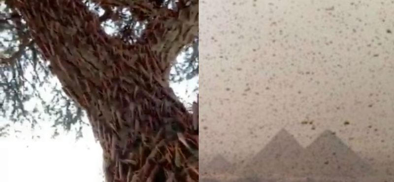 ¿Apocalipsis? Plaga de langostas genera pánico en Egipto