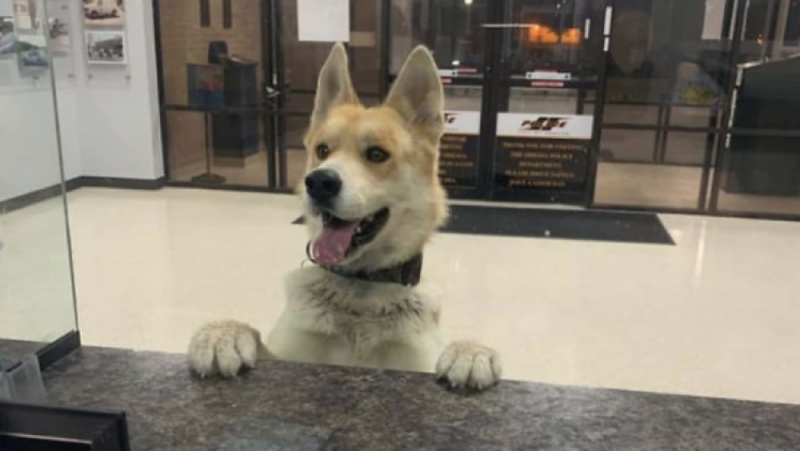 Chico, el perrito que fue a la policía a reportarse desaparecido