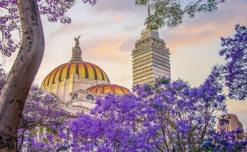 La CDMX se pinta de morado con la llegada de las Jacarandas